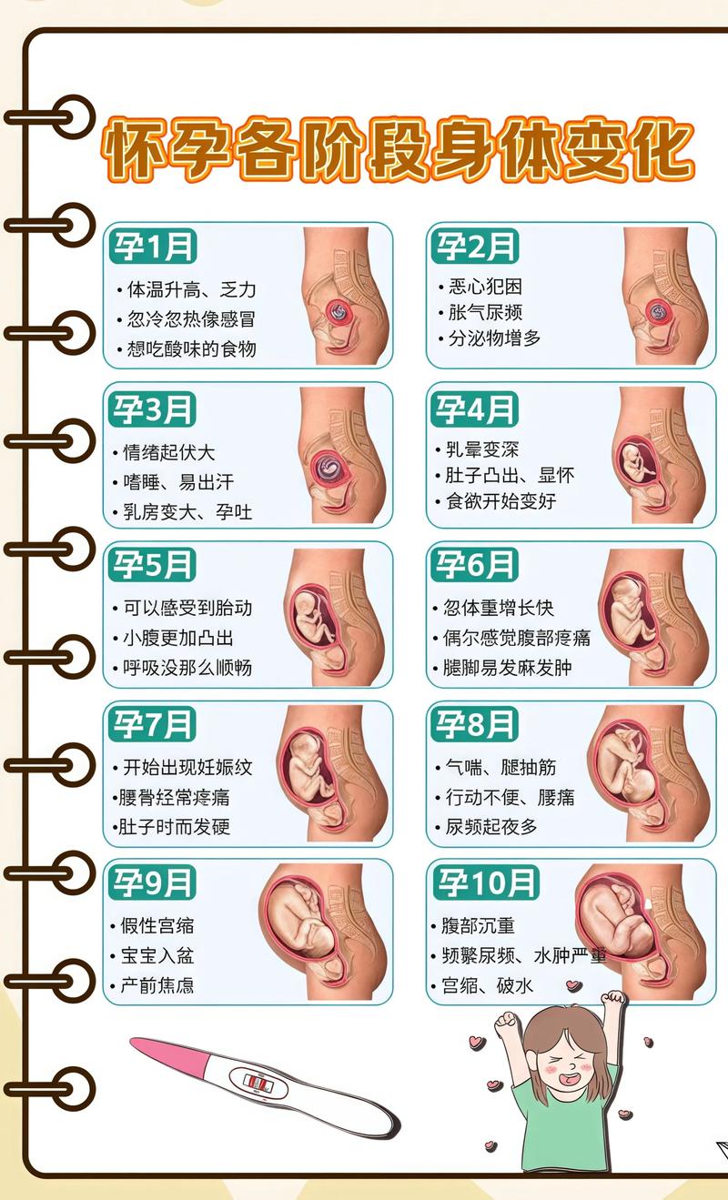 揭秘供卵代孕妈妈怀孕小腹分两节，孕期变化的奥秘徐汇代生机构: